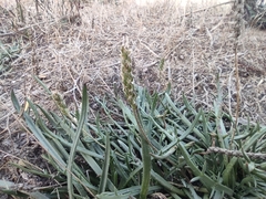 Plantago coronopus
