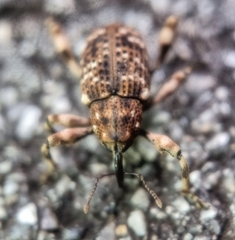 Mechistocerus