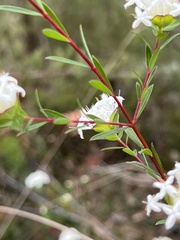Pimelea linifolia