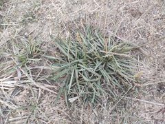 Plantago coronopus