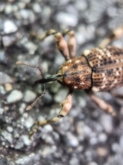 Mechistocerus