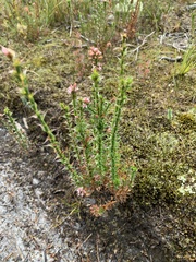 Sprengelia incarnata