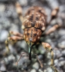 Mechistocerus