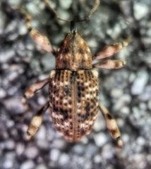 Mechistocerus