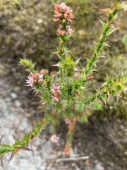 Sprengelia incarnata