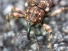 Mechistocerus