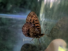 Boloria epithore