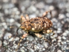 Mechistocerus
