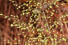 Panicum brevifolium