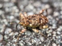 Mechistocerus