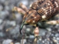 Mechistocerus