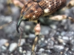Mechistocerus