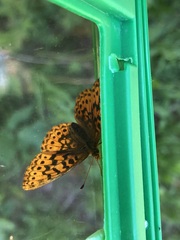 Boloria epithore