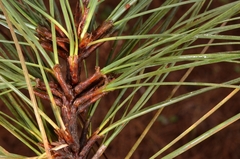 Pinus patula