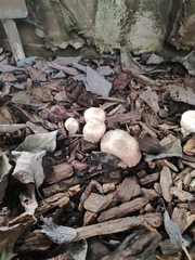 Leucoagaricus barssii