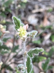 Xanthosia pilosa