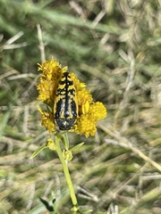 Acmaeodera amplicollis