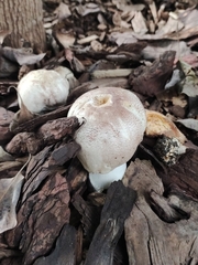 Leucoagaricus barssii