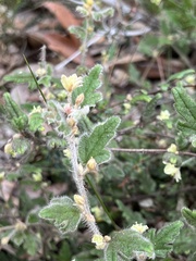Xanthosia pilosa