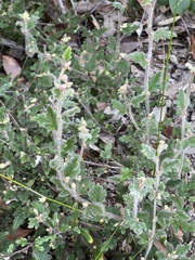 Xanthosia pilosa