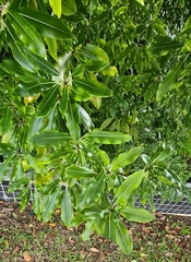 Pittosporum eugenioides