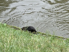 Myocastor coypus