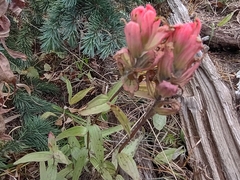Castilleja rhexiifolia