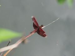 Neurothemis taiwanensis