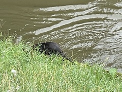 Myocastor coypus