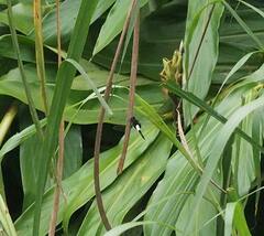 Pseudothemis zonata