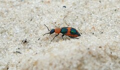 Dicranolaius bellulus