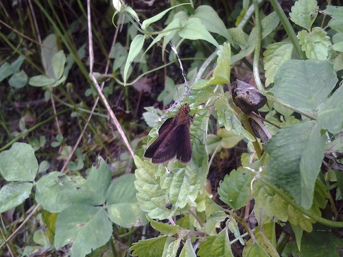 Aeromachus catocyanea