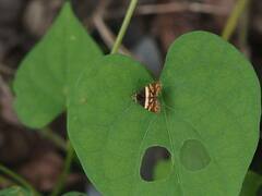 Choreutis xanthogramma