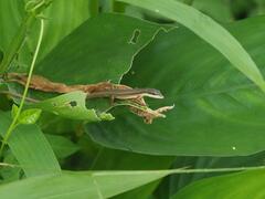 Takydromus kuehnei