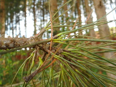Pinus patula
