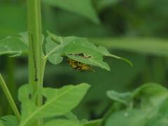 Aspidimorpha miliaris
