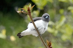 Artamus leucorynchus