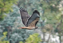 Buteo jamaicensis calurus