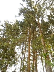 Pinus patula