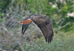 Buteo jamaicensis calurus