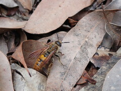 Radumeris tasmaniensis