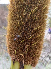 Camponotus intrepidus