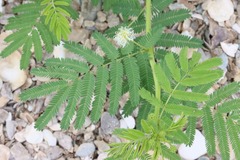 Desmanthus illinoensis