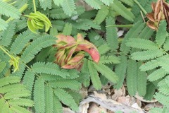 Desmanthus illinoensis