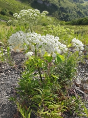 Heracleum leskovii