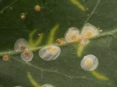 Aspidiotus hedericola