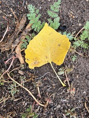 Populus
