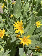 Wyethia