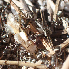 Formica fusca