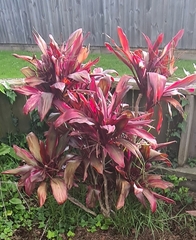 Cordyline fruticosa